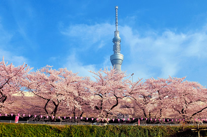 桜景色とスカイツリー